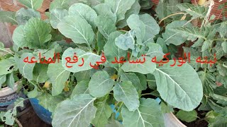 نبته الوركيه# تساعد في# رفع المناعه# عن تجربتي الخاصه مع السرطان🤲🤲