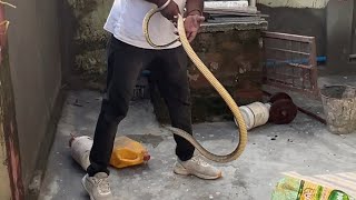 Snake Rescue Dangerous