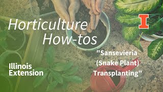 Horticulture How-to - How Do I Transplant My Snake Plant?