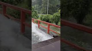 കേരളത്തിലെ പ്രളയ കാഴ്ചകൾ..#nature #kerala #youtubeshorts #highrain