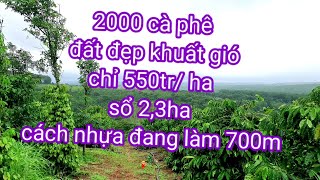 Bán gấp 2ha3 cà phê thu mạnh chỉ 550tr/ha .0987326906