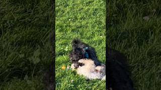 Playful Pups at the nature!🐶🥰👍