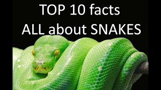 TOP 10 facts all about SNAKES