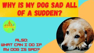 Why is my dog sad all of a sudden? | What can I do if my dog is sad?