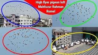 High flyer pigeon loft | Mahfuzur Rahman Romel | pigeon videos | flying pigeon | Pigeon Market.net