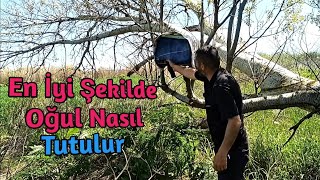 Arı Oğulu nasıl yakalanır| Nasıl tuzak kurulur detaylı anlatım ne fayda