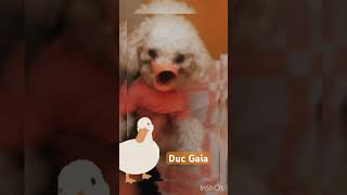 Duc Gaia