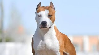 O Poder do American staffordshire terrier