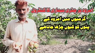 Amrood Ko Chitri Bimari Sy Kesy Bchyn | Guava Disease And There Control | Guava Farming Business