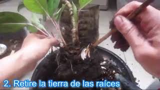 Cómo propagar el lápiz labial rosa Aglaonema