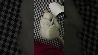 Busy With File Work #lovely #adorable #kitten #cute #shorts