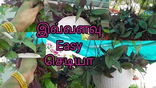 How To Make Hanging Plant/Wandering Jew Plant / Indoor Hanging Plant/Quick and Easy Plant