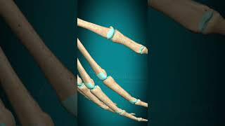 Metacarpophalangeal joint interphalangeal joint of hand flexion extension #fingerjoints