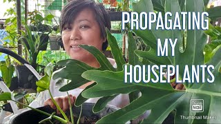 PROPAGATING MY HOUSEPLANTS.