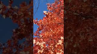 Fall 2021 | Beauty of Nature| Beautiful Fall Colors USA | Autumn Colors| Nature at its Best| #shorts