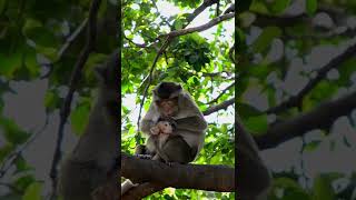 monkey #animalshorts #viral