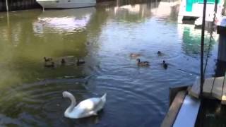 Swans, babies, Drakes, babies! Lake St Claire MI