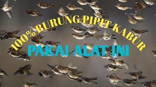 ALAT  PENGUSIR BURUNG PIPIT