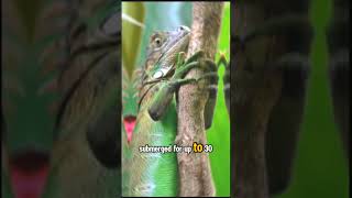 Fact that you absolutely need to know about the green iguana 🦎