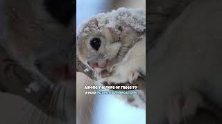 Japanese Dwarf Flying Squirrel | World's Cutest Animal #shorts