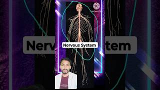 Nervous System | #Short #doctor #medicine #facts #irondeficiency