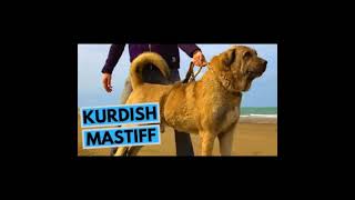 Kurdish Mastiff(PSHDAR)