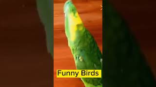 Funny video | funniest parrots @talibhussain6685