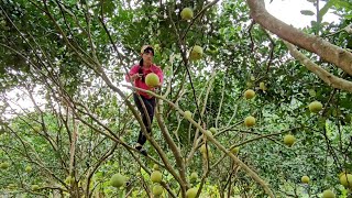 Harvest grpefruit & cabbageg arden goes to the market sell