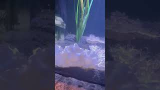 Aquarium Creatures | Family fun time