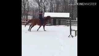 Cute And funny horse