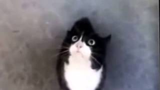 funny videos cats talking