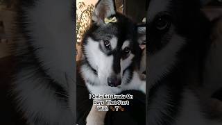 Special days for treats!🤣 #dog #shorts #youtubeshorts #cute #funny #video #trending #alaskanmalamute