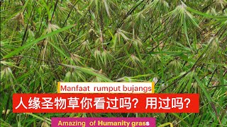 为什么叫人缘草（降头草）？有的人叫乃有生命力之草为什么？Amazing  of Humanity grass .Manfaat  rumput bujang.