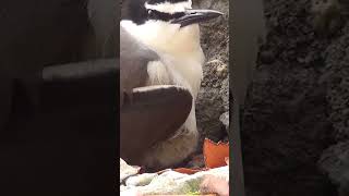 Bridled Tern Mom & Baby - Belize #shorts