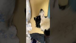 I'm lazy lazy lazy border collie!