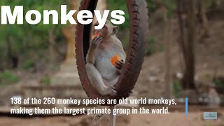 Meet the Old World Monkeys