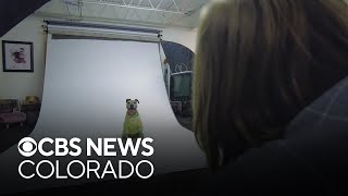 Aurora voters end decades-long ban on pit bulls, similar dog breeds