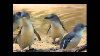 cute penguins from the miracle zoo