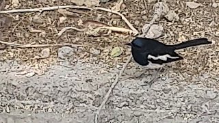 Magpie/Eurasian Magpie/ Common Magpie/One of the most Intelligent Birds/Maggie In Delhi(Mayur Vihar)