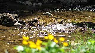 Sounds of nature. Magical and soothing. The murmur of the stream. Звуки природы. Журчание ручья.