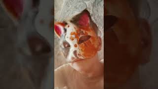 обращение к хейтерам квадробики #tiktok #cat #актив #квадробика