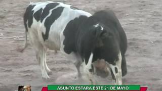 PELEONES ESTE 21 DE MAYO EN MOLLEBAYA Y EL 04 DE JUNIO EN SOCABAYA "ENTRE ASTADOS"