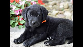 Labrador Retriever Puppies for Sale