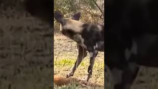 wild dogs eat a baby Impala #shorts #wilddogsvsimpala