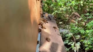 Bees enjoying a few minutes of sunshine