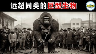 人类捉到的现实版“金刚”！10种体型远超同类的巨型生物！丨地球之最#冷知识 #排名 #世界之最#动物#动物世界#巨型生物#世界之最top#出类拔萃#top10