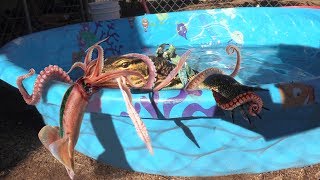 Lizard FIGHTS A LIVE SQUID in Pool