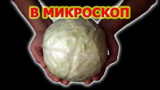 Ферментация капусты. Микроорганизмы квашеной капусты.