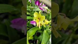 Orchid flower plants online buy very low price wholesale nursery muchisha west bengal