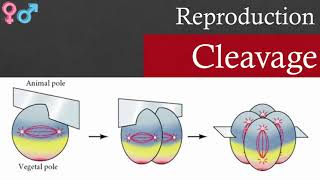 Cleavage | Reproduction | Biology | NEET Biology | NCERT Decoded in Marathi